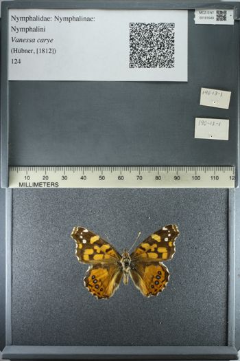 Media type: image;   Entomology 181649